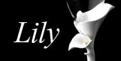 Lily Wedding Theme Collection